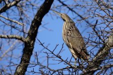 DSC00060 American Bittern @ Central Park.jpg