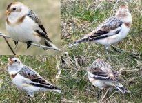 leutistic-skylark.jpg