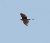 IMG_2724_hawk.JPG