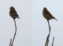 linnet.jpg