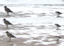 grey-plover-and-sanderling.jpg