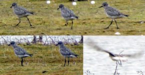 another-grey-plover.jpg