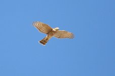 EurasianSparrowhawk_juv_Armenia_20131009_003.JPG