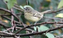 DSC00225 tyrannulet sp. @ S Lorenzo, Salta.jpg