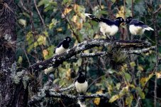 DSC00283 Plush-crested Jay @ San Lorenzo.jpg