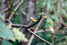 DSC00226 Brown-capped Redstart @ San Lorenzo.jpg