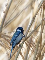 great tit in the reeds (11).jpg