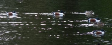 Shoveler-S Pool.jpg