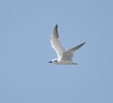 gull billed tern.JPG