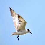 tern species (1).JPG