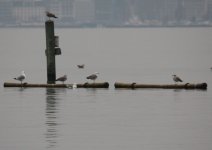 Geneva gulls 8.1.18.jpg