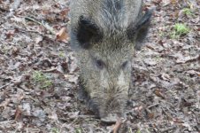 Wild Boar email.JPG