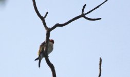 053 Pájaro - Thattekad Bird Sanctuary - Kerala - India 2016.jpg