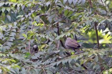 071 - Thattekad Bird Sanctuary - Kerala - India 2016.jpg