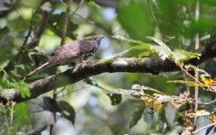 075 - Thattekad Bird Sanctuary - Kerala - India 2016.jpg