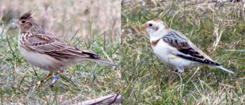 skylark-and-snow-bunting.jpg