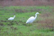 Cattle egret Kalloni Salt Pans 030118.JPG