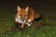 20180108 (1)_Red_Fox.JPG