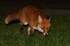 20180108 (2)_Red_Fox.JPG