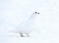 IMG_4437 WT Ptarmigan.jpg