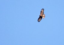 332 Pájaro - Pushkar - Rajasthan - India 2016.jpg