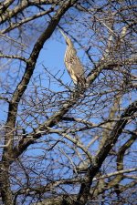 DSC00064 American Bittern @ Central Park.jpg