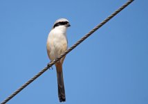 423 Pájaro - Jim Corbett NP - India 2016.jpg