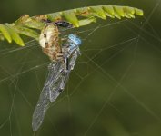 Spider 1_M7A0494.jpg