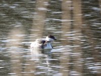 Slavonian Grebe.jpg