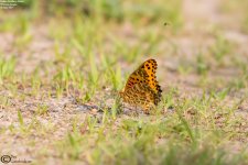 Fritillary,Indian_004.jpg