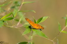 Fritillary,Indian_003.jpg