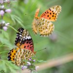 Fritillary,Indian_001.jpg