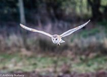 Barn Owl-5832.jpg