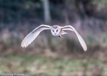 Barn Owl-5833.jpg