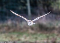 Barn Owl-5834.jpg