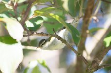 QPhylloscopus warbler #2.jpg