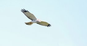 White-tailed Kite.jpg