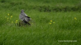 2018.04.04 Montagu's Harrier.JPG