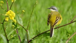 2018.04.04 Yellow Wagtail Iberiae.JPG