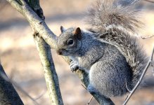 DSC00032 Grey Squirrel @ Central Park.jpg