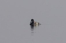 Scaup.jpg