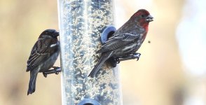 DSC00043 House Finch @ Central Park.jpg