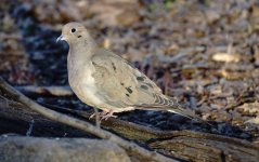 DSC00041 Mourning Dove @ Central Park.jpg