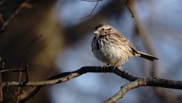 DSC00038 Song Sparrow @ Central Park.jpg