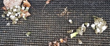 2018 03 09 Bird droppings on doormat 2.jpg