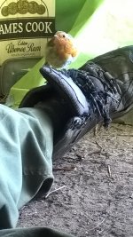 robin-foot-perch-b.jpg