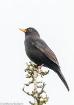 Blackbird-6384.jpg