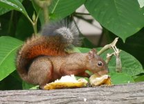 072 Red-tailed Squirrel P1030909.JPG