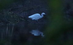 Garden - Little Egret.jpg