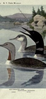 Loon, red throated.jpg